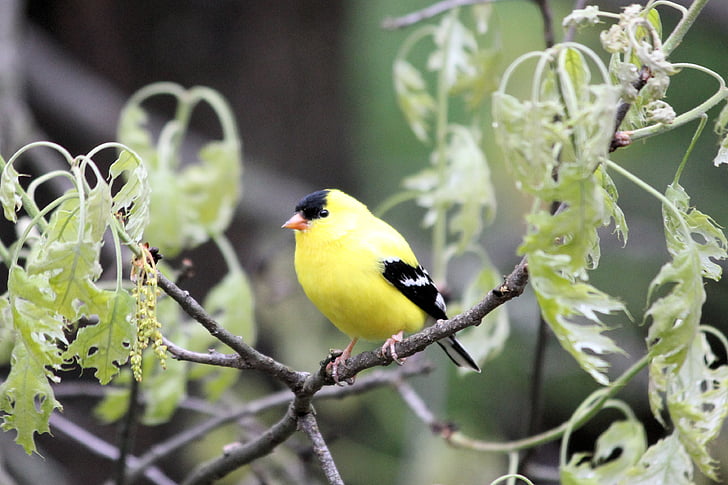ptica, Goldfinch, ptičje, divje, ščinkavec, prosto živeče živali, pesem