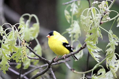 bird, goldfinch, avian, wild, finch, wildlife, song
