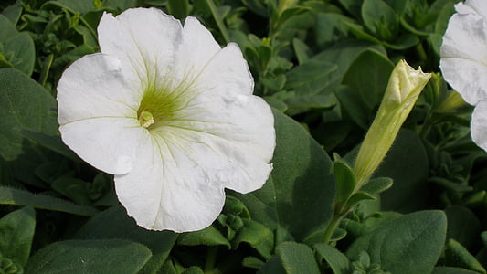 帕尤妮亚, 花, 白色的花, 植物, 自然, 花坛