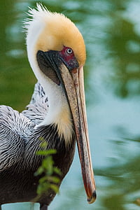 Pelican, fugl, vinger, natur, dyr, næb, animalske dyreliv