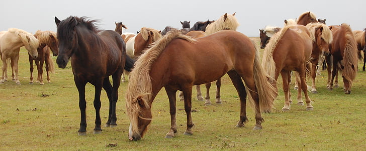 konji, Island, livada, životinjske teme, konj, domaće životinje, stoke