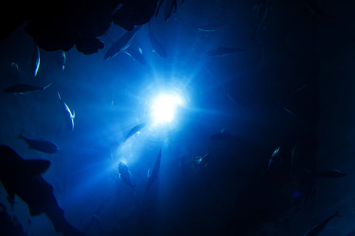 animal, l’Asie, bleu, sombre, profond, profondeur, plongée sous-marine
