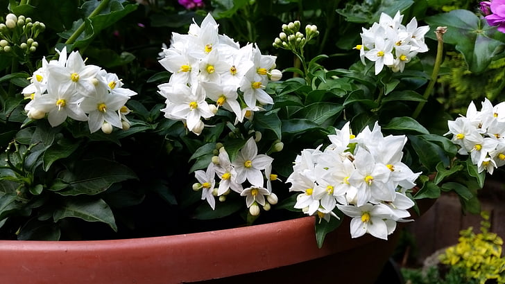 spring, white, flowers