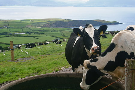 szarvasmarha, tehén, bika, Írország, Farm, Bay, állat