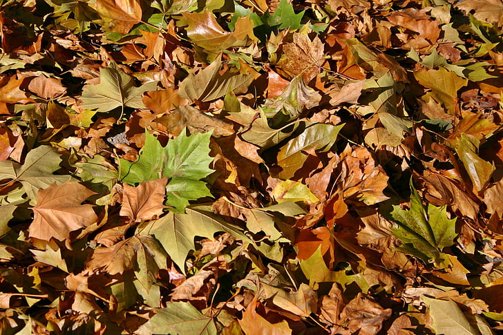 Herbstlaub, Herbst, Blätter, Oktober, Herbstfarben, Braun, Hintergrund