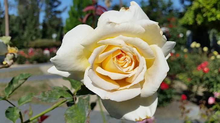 bele vrtnice, Rose, cvet, narave, bela, cvet, rastlin