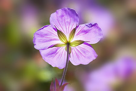 Папка подснежники, Galanthus plicatus, фиолетовый, Цветы, тендер, цветок, завод