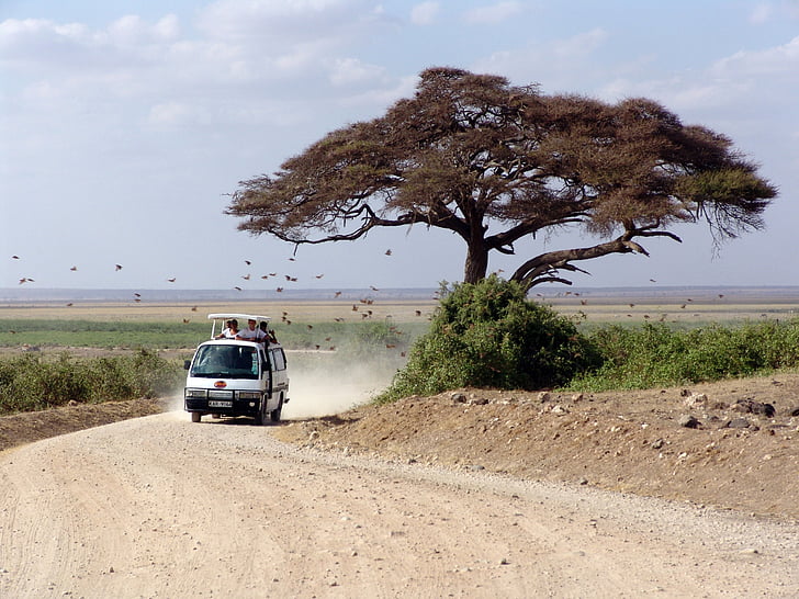Safari, Afrika, træ, landingsbane, Kenya