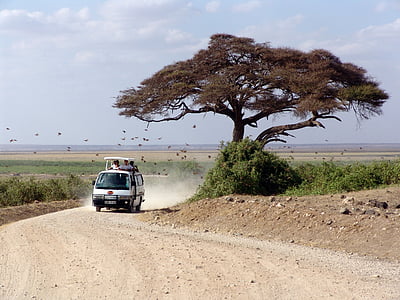 Safari, África, árbol, pista de aterrizaje, Kenia