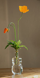 Rosella, flor de rosella, flors de primavera, vermell, tres taronja, flor, flor