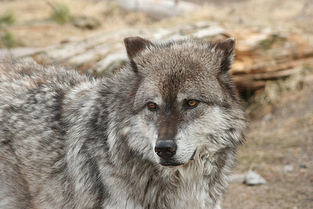 serigala, Yellowstone, hewan, Mamalia, anjing, Predator