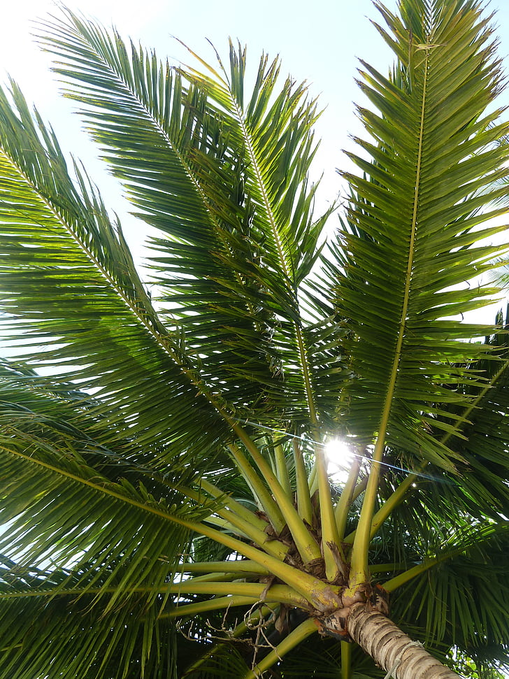 Palm, kokospalm, tropische, natuur, boom, palmboom, tropisch klimaat