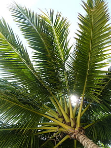 dlan, kokosovo stablo, tropska, priroda, drvo, Palma, tropska klima