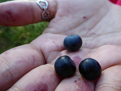 Blueberry, ręka, jesień, lasu, jagoda, Natura, ludzką ręką