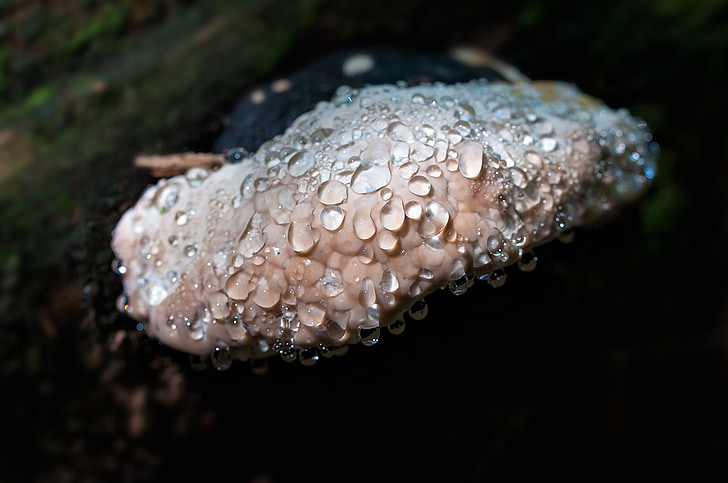 mushroom, baumschwamm, dewdrop, raindrop, drop of water, close, nature
