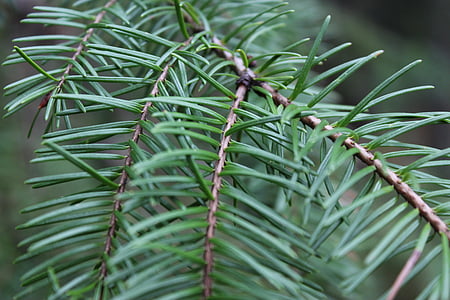 forest, pine tree, pine needles