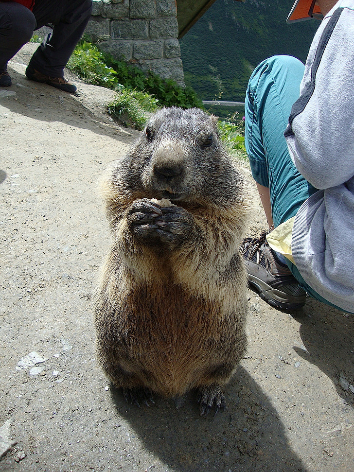 marmot, animals, nature, eating, begging, enjoy, alpine