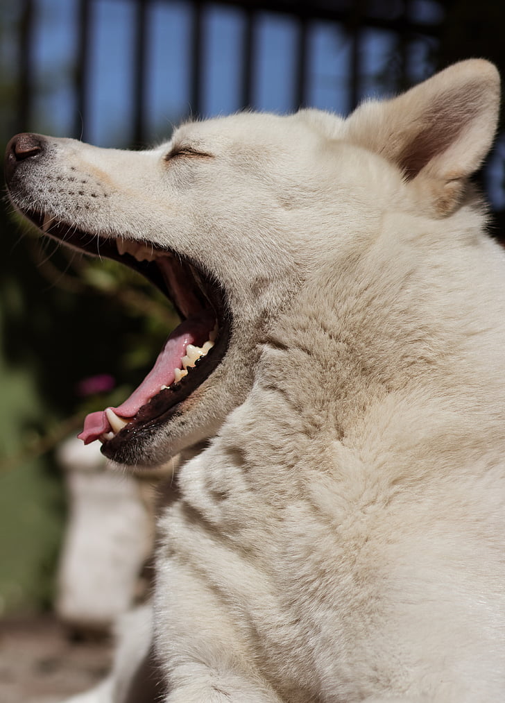 gos, dents, son, animal de companyia, badall, animal, obrir boca