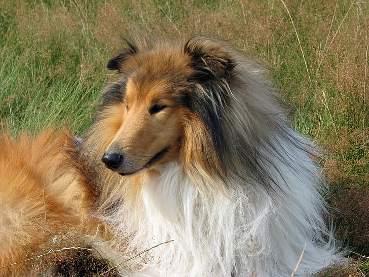 cão, Collie, Rough collie, Lassie, collie escocês, retrato, close-up