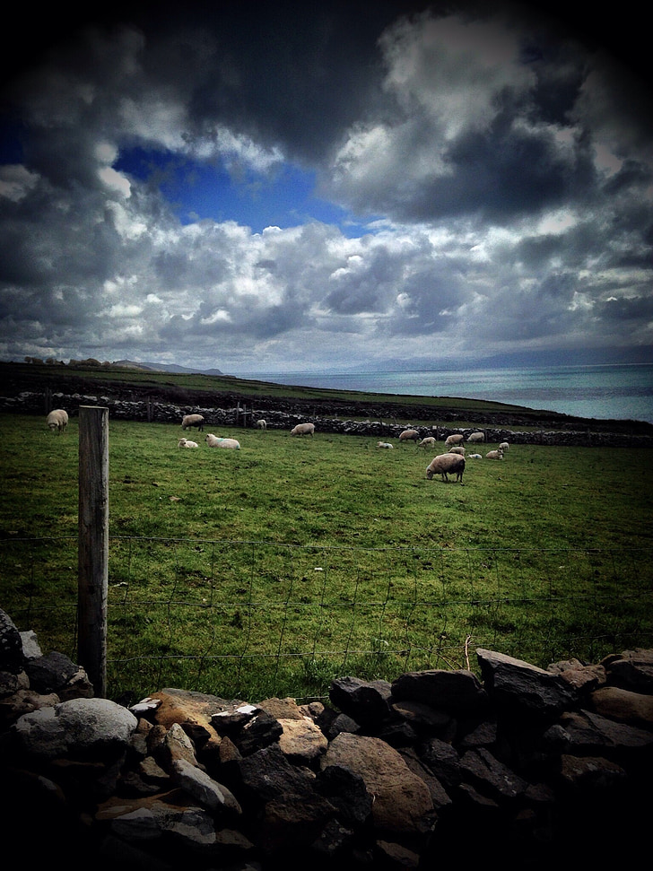 Ιρλανδία, πρόβατα, τοπίο