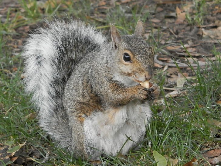 squirrel, park, peanut, animal, gray, wildlife, eating