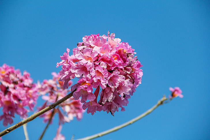 petit fresc, flor del cirerer, bonica, natura, Rosa, flors, macro