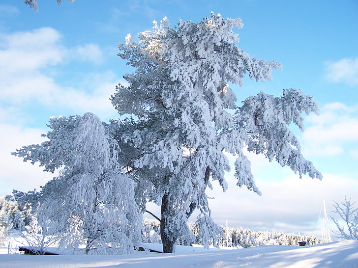 vinter, rimfrost, snökristaller, grenar, naturen, kalla, snö