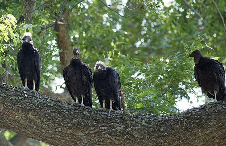 negru buzzard, pasăre, familia, copac, faunei sălbatice, animale, vultur