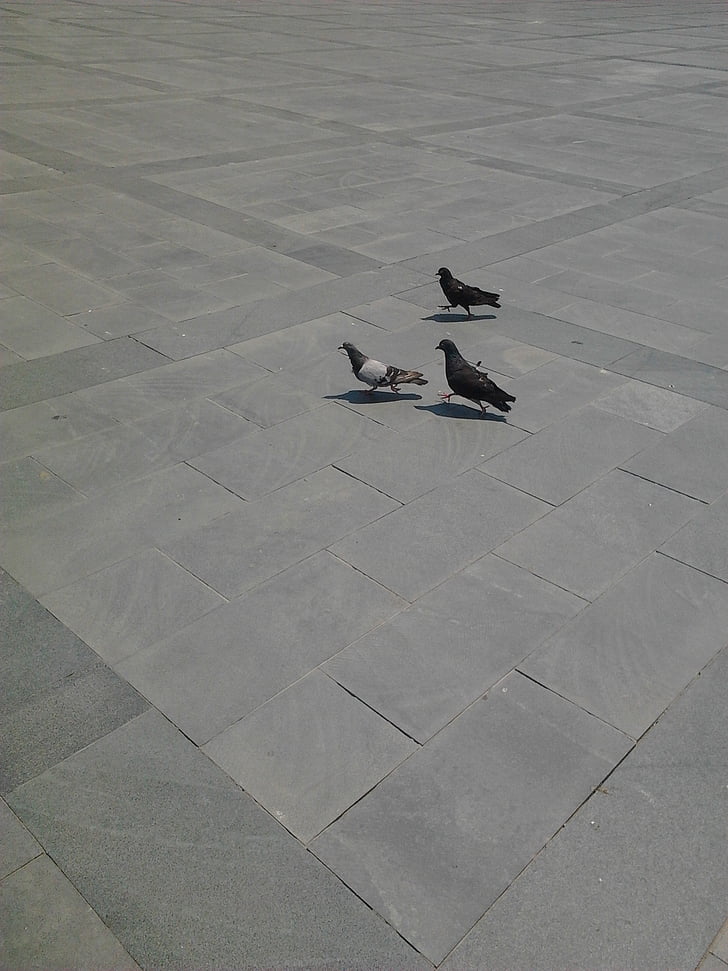three, beautiful, pigeon
