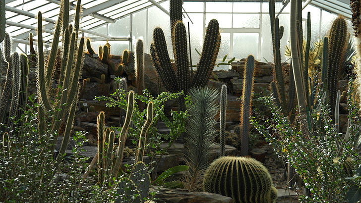 cactus, globose, prickly, plant, cactaceae, greenhouse
