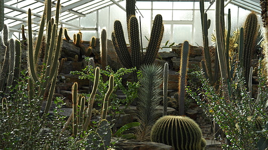 Kaktus, kuliste, kłujące, roślina, Cactaceae, cieplarnianych