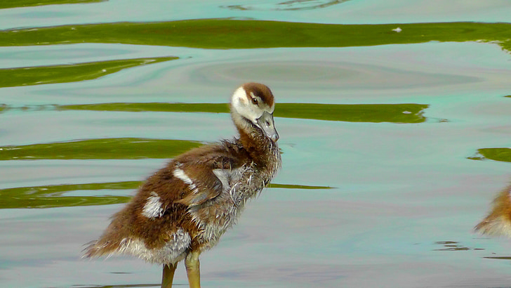 small, cute, fluff, young bird, nilgans, young animal, plumage