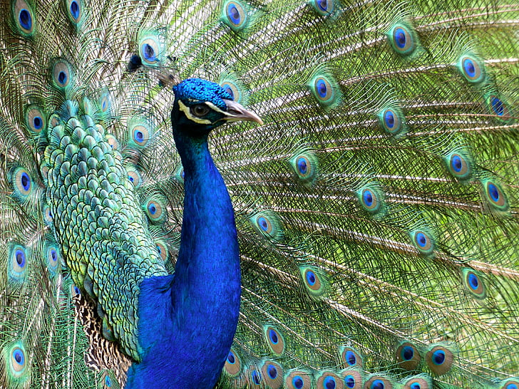 peacock, ave, colorful, feathers, turkey, beautiful, animals