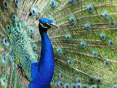 peacock, ave, colorful, feathers, turkey, beautiful, animals