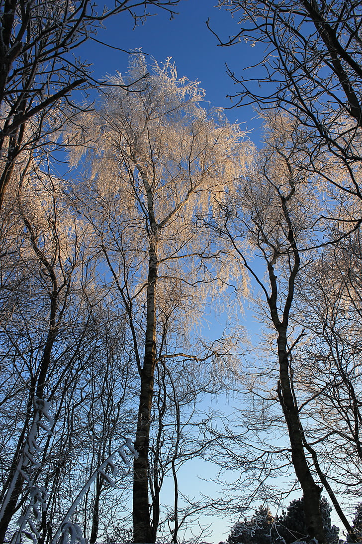 wood, landscape, trees
