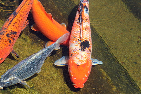 šaran, riba, boja, boje, u jezeru, vode, prirodni