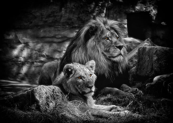 Лъв, BW, животни, Хищникът, Африка, Черно бели, Зоологическа градина