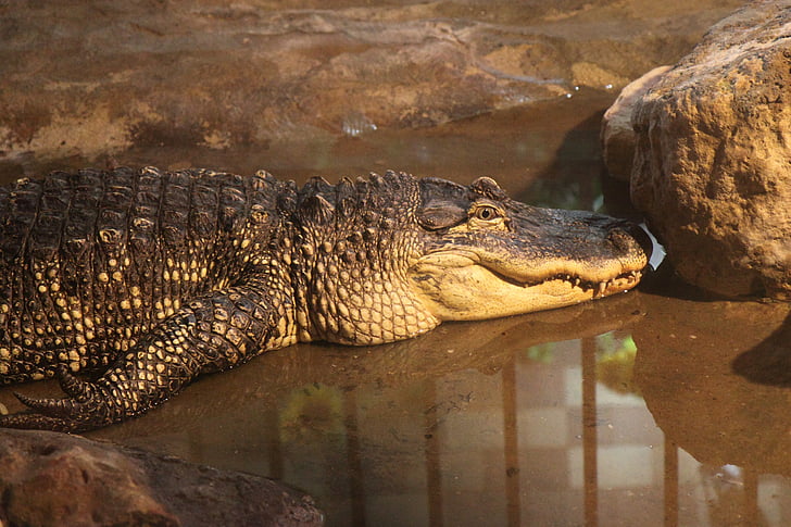 Alligator, animal, crocodile, dangereuses, tête, mâchoires, bouche