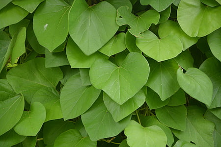 leaves, foliage, the shape of the heart, nature, green, plant, color