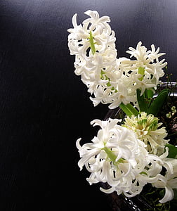 hyacint, hyacinter, fjädrade hyacint, vit, våren, doft, blommor