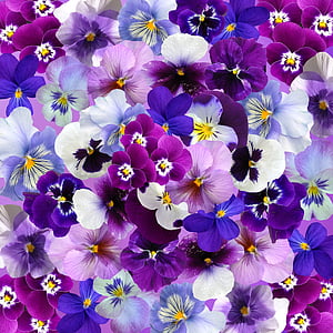 gráfico, plano de fundo, Pansy, Páscoa, Primavera, flores, colorido