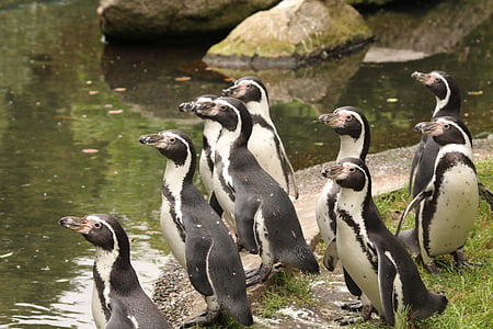 tučňák, pták, Zoo, Fajn, voda, volně žijících ptáků
