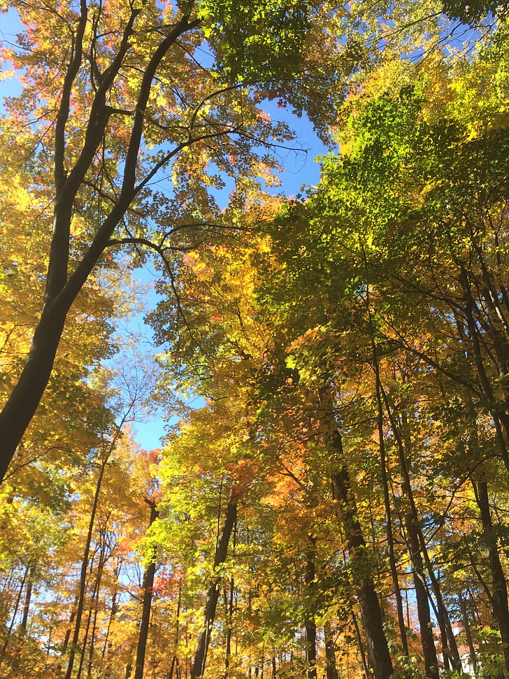 medžiai, rudenį, miško, Gamta, geltona