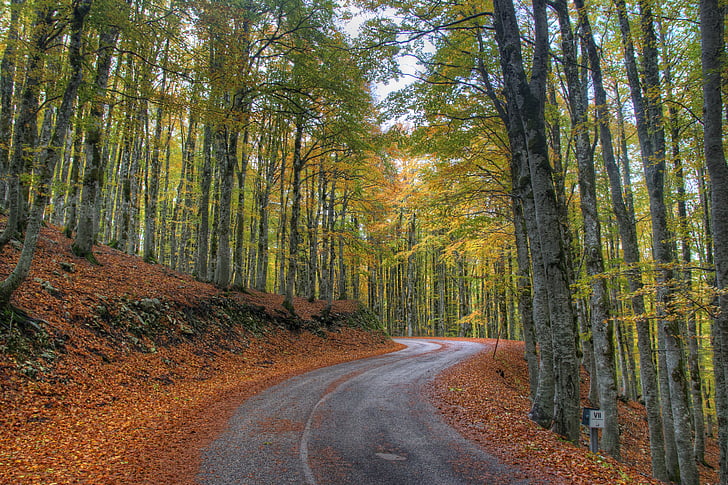 Les, Příroda, podzimní les, strom, listoví, sušené listy, stromy