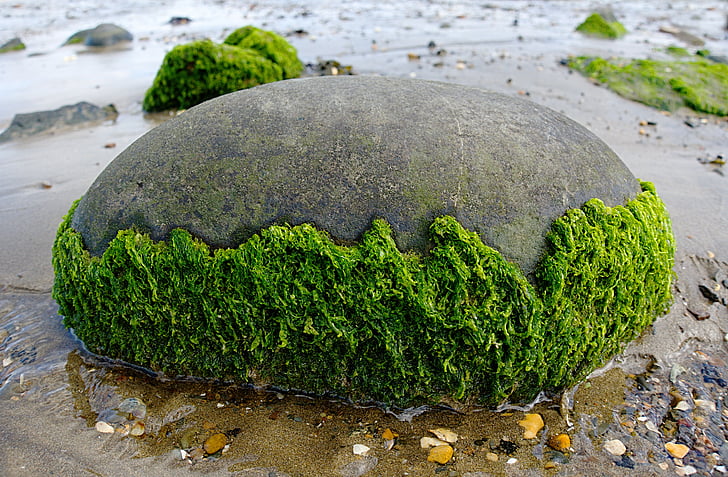 alge marine, rock, rotund, plajă, pe litoral, marină, mareelor