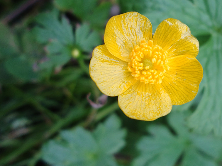 buttercup, flower, yellow