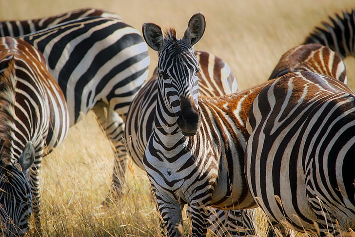 Afrika, Zebra, kawanan, Safari, hewan, satwa liar, closeup