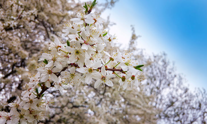 spring, tree, flowers, the delicacy, blooms, nature, plant