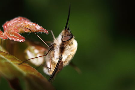 bombylius majore, bombylius primar, hummelfliege, insectă, Nectar, animale, martie