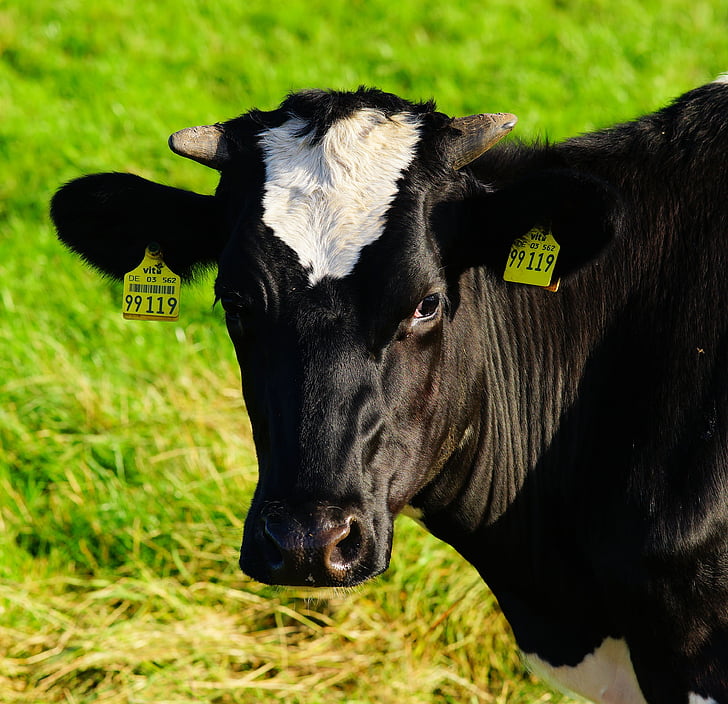 Корова, коровье молоко, говядина, пастбище, животное, Сельское хозяйство, крупный рогатый скот